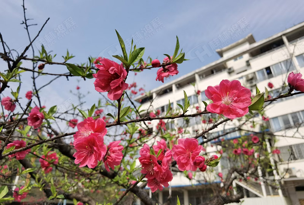 桂林鴻程花團(tuán)錦簇，滿園春色，邀您一起共賞春景，共商大計(jì)！